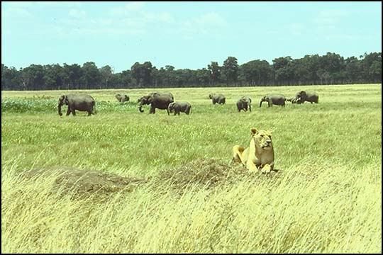 kenya