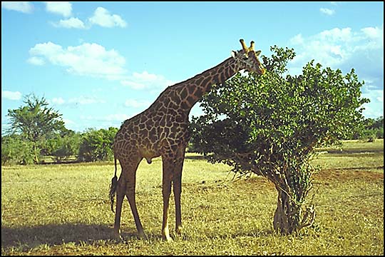 kenya
