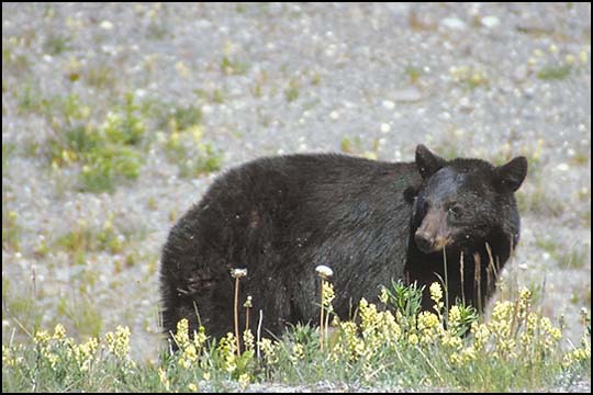 alaska